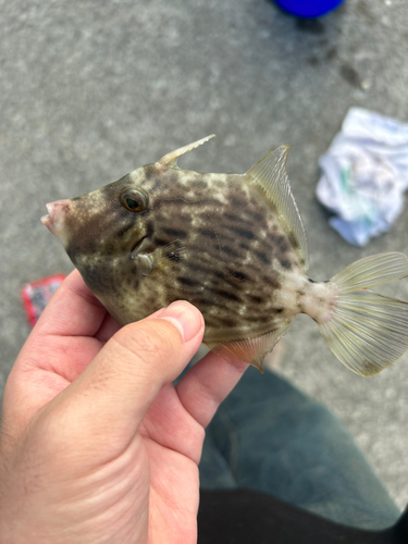 カワハギの釣果