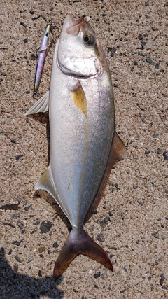 ネリゴの釣果