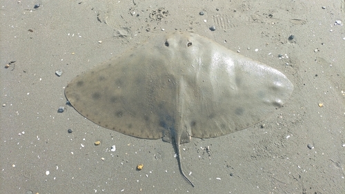 アカエイの釣果