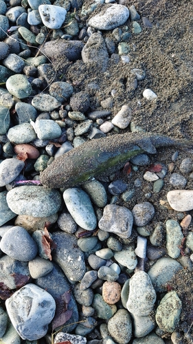 シロサバフグの釣果