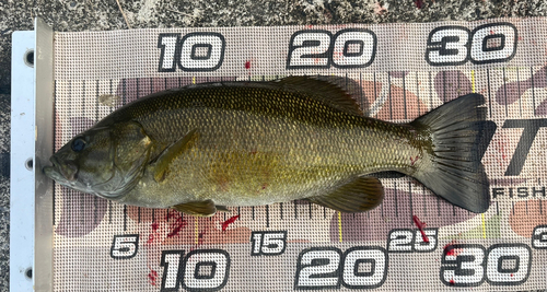 スモールマウスバスの釣果