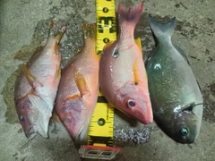シブダイの釣果