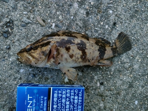 タケノコメバルの釣果