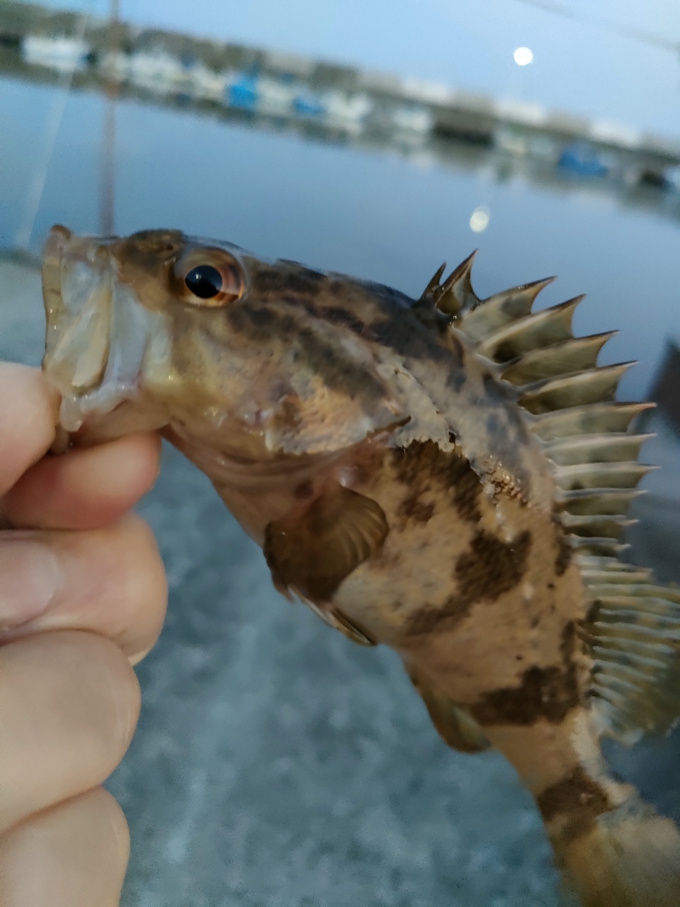 タケノコメバル