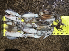 アオリイカの釣果