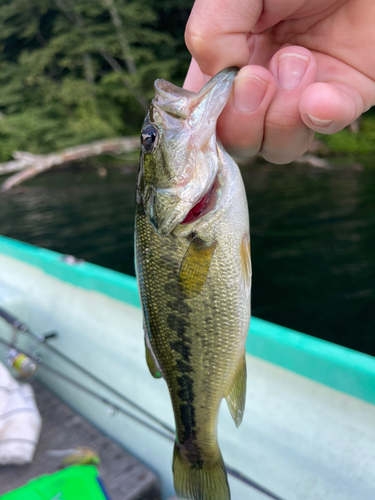 ラージマウスバスの釣果