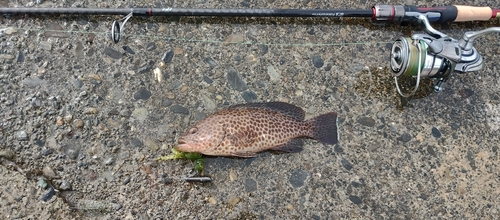 オオモンハタの釣果