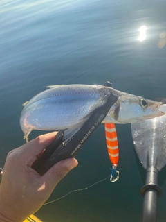 カマスの釣果