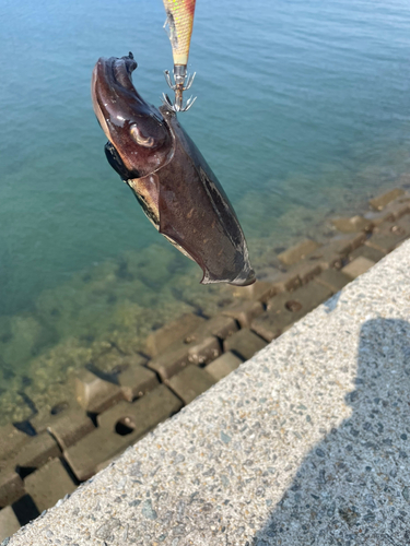 コウイカの釣果