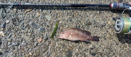 オオモンハタの釣果