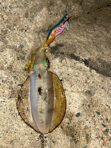 アオリイカの釣果