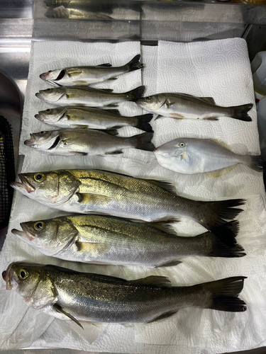 シーバスの釣果