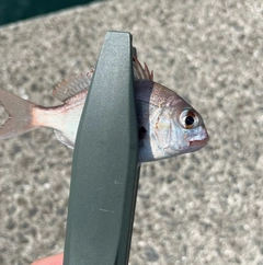 チャリコの釣果