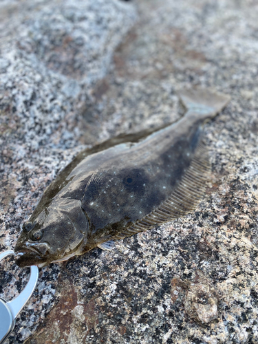 ヒラメの釣果