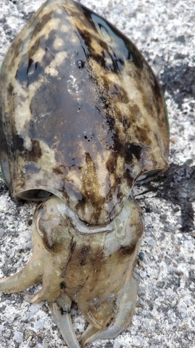 モンゴウイカの釣果