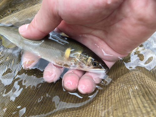 アユの釣果