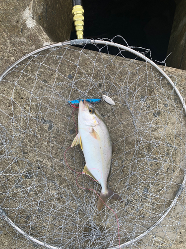 ショゴの釣果