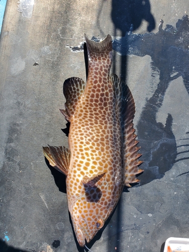 オオモンハタの釣果