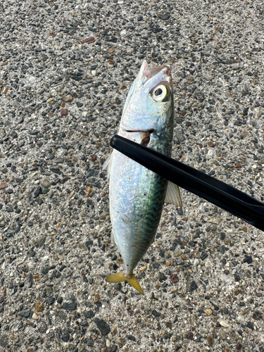 サバの釣果