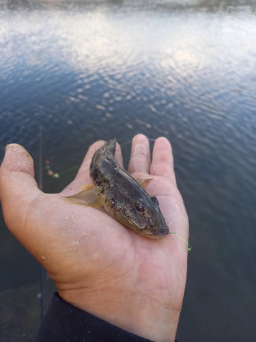 マハゼの釣果