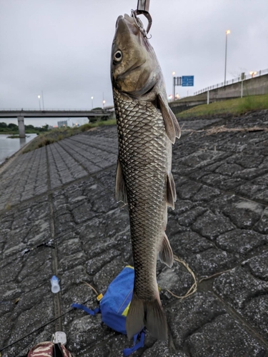 ニゴイの釣果