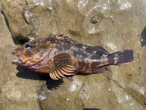 カサゴの釣果