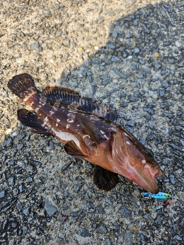 キジハタの釣果