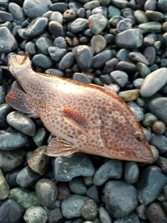 オオモンハタの釣果