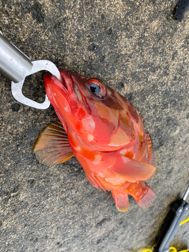 アカハタの釣果