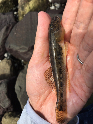 マハゼの釣果