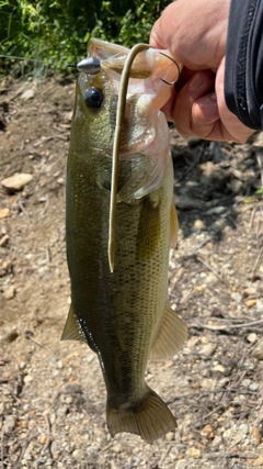 ラージマウスバスの釣果