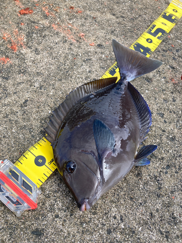 サンノジの釣果