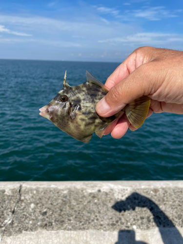 カワハギの釣果