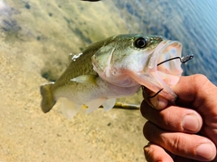 ラージマウスバスの釣果