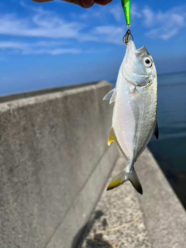 メッキの釣果