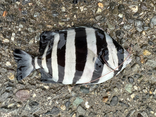 サンバソウの釣果