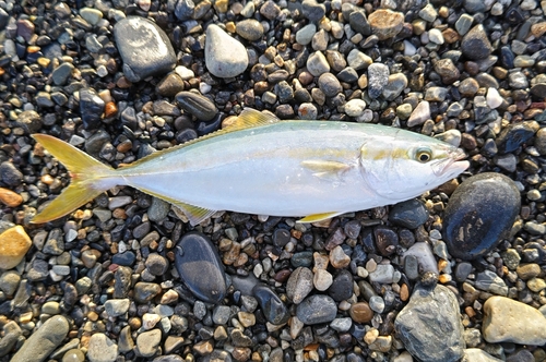 ワカシの釣果