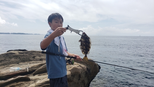 アイゴの釣果