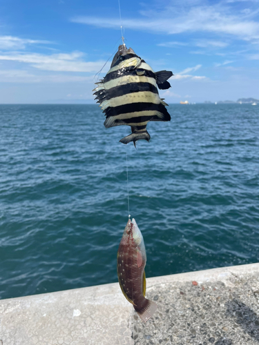 サンバソウの釣果