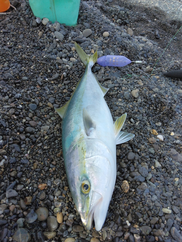 ワラサの釣果