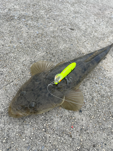 マゴチの釣果