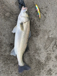 スズキの釣果