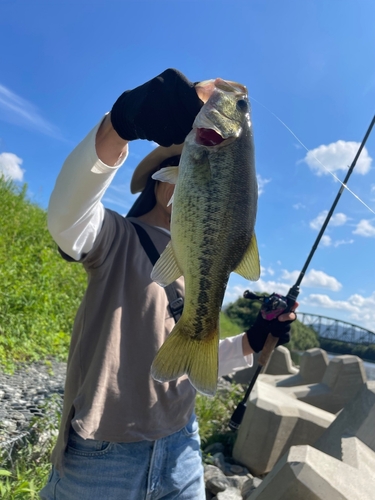 ラージマウスバスの釣果