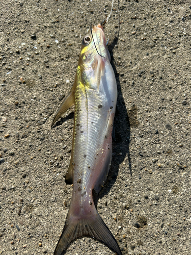 アメリカナマズの釣果