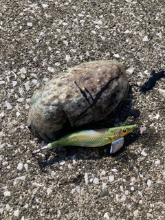 コウイカの釣果