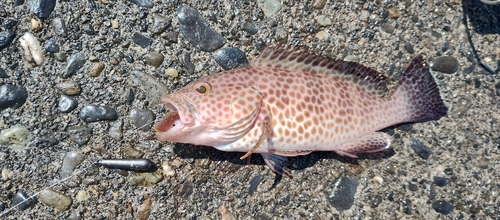 オオモンハタの釣果