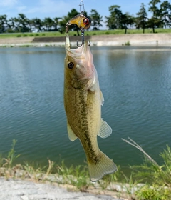 ブラックバスの釣果