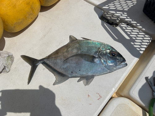 マルヒラアジの釣果