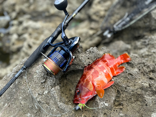 アカハタの釣果