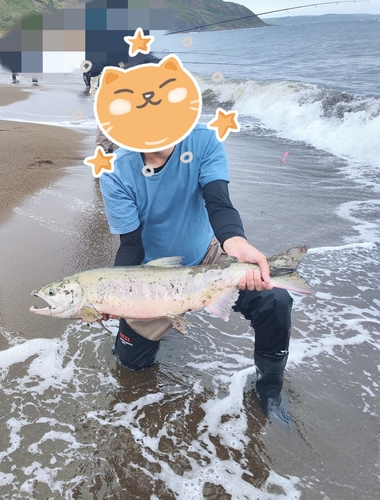 サケの釣果